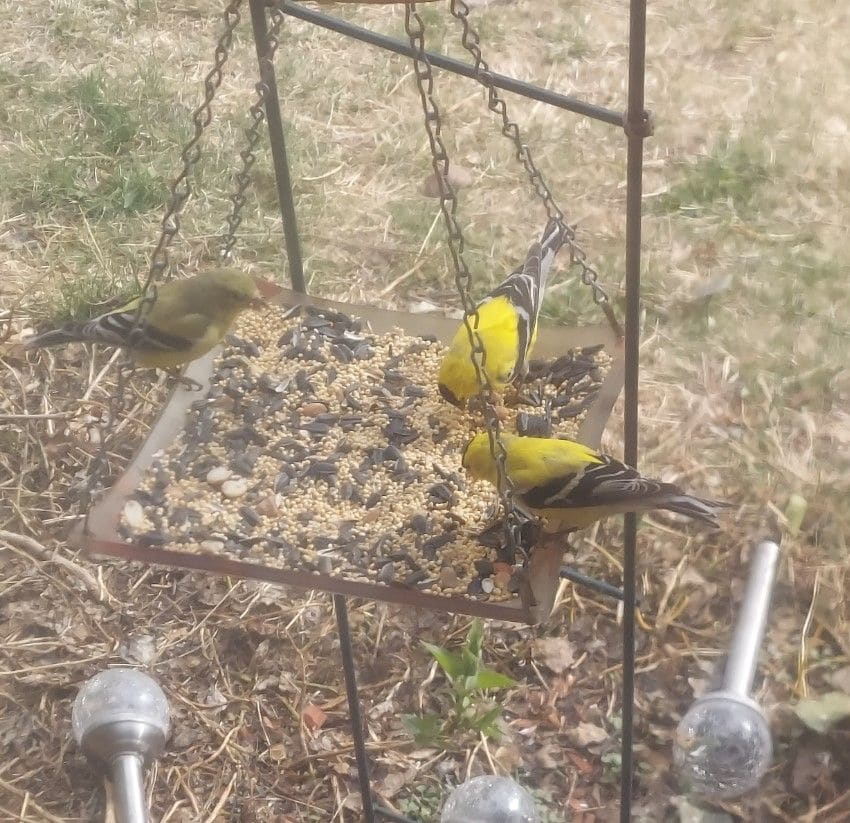 Gold finches in bird feeder