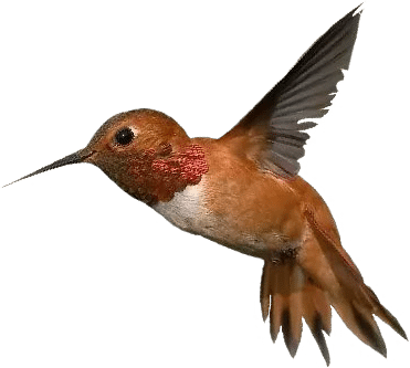 Hummingbird cutout