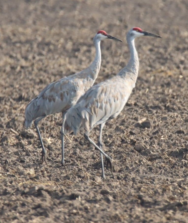 Two Utah crane birds